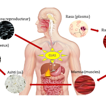 Vitalidad u ojas en Ayurveda