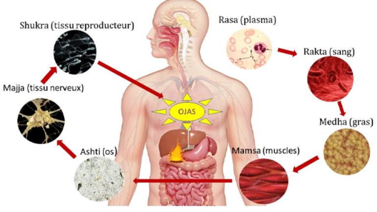 Vitalidad u ojas en Ayurveda