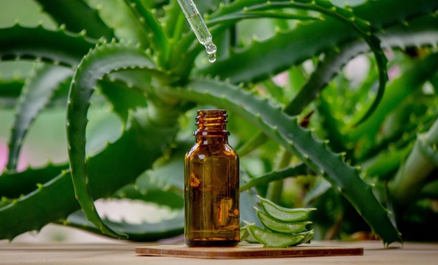 Aloe vera en Ayurveda