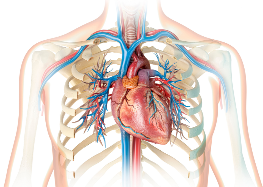 El corazón en Ayurveda