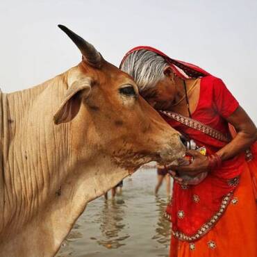 La vaca en Ayurveda. Simbolismo y uso terapéutico de sus productos