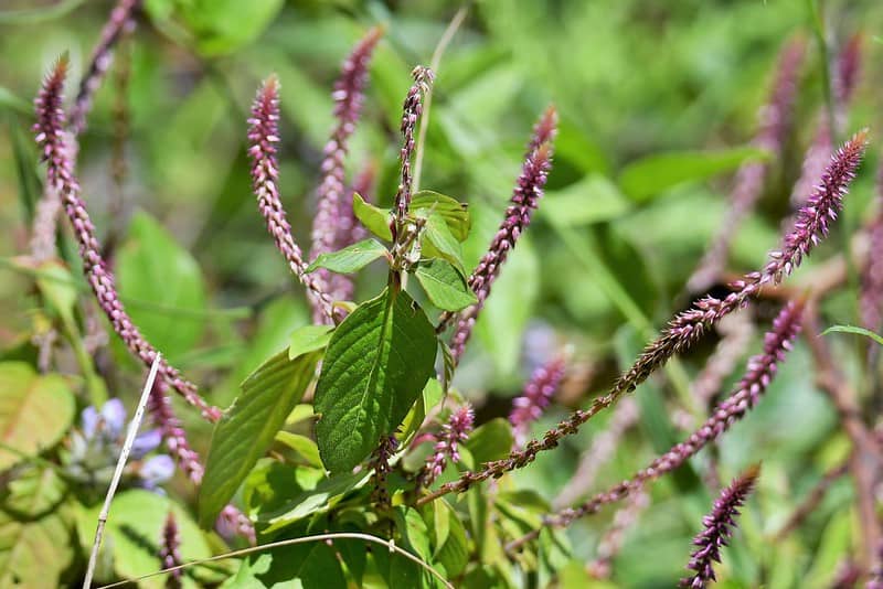 Kshara sutra en Ayurveda