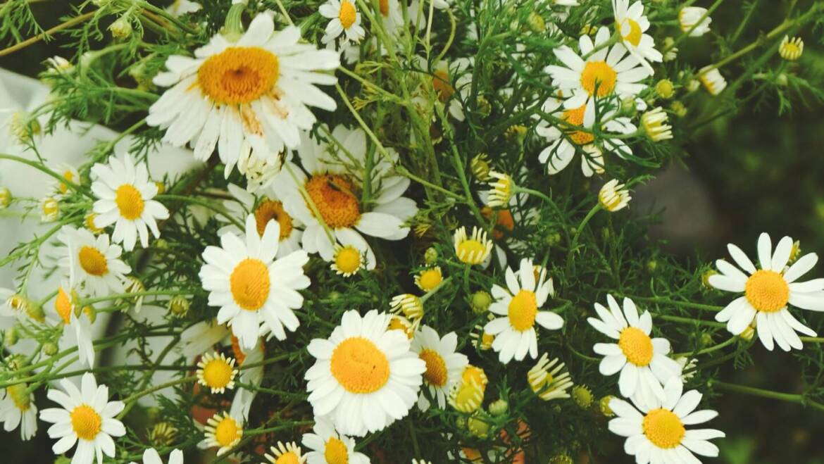 Recolección de plantas medicinales en Ayurveda