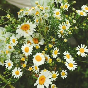 Recolección de plantas medicinales en Ayurveda